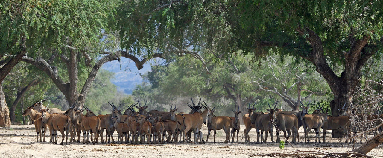 Safari in Mana Pools Zimbabwe